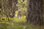 Eurasischer Luchs