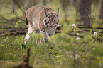 Eurasischer Luchs