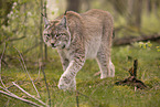 Eurasischer Luchs