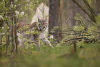 Eurasischer Luchs