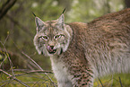 Eurasischer Luchs