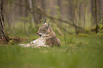 Eurasischer Luchs