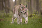 Eurasischer Luchs