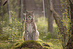 Eurasischer Luchs