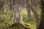 Eurasischer Luchs