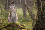 Eurasischer Luchs