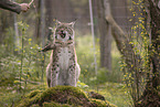 Eurasischer Luchs