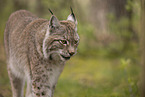 Eurasischer Luchs