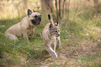 Tierfreunde