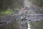 Eurasischer Luchs