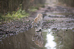 Eurasischer Luchs