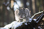Eurasischer Luchs