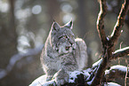 Eurasischer Luchs