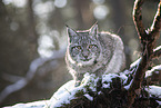 Eurasischer Luchs