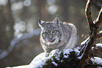 Eurasischer Luchs