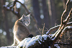 Eurasischer Luchs