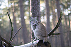 Eurasischer Luchs