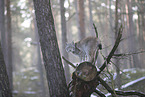 Eurasischer Luchs