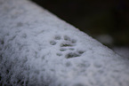 Eurasischer Luchs