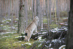 Eurasischer Luchs