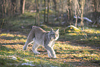 Eurasischer Luchs
