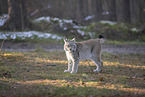 Eurasischer Luchs