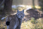 Eurasischer Luchs