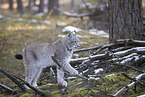 Eurasischer Luchs