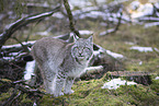 Eurasischer Luchs