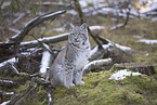 Eurasischer Luchs