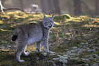 Eurasischer Luchs