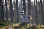 Eurasischer Luchs