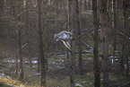 Eurasischer Luchs