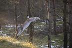 Eurasischer Luchs