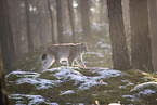 Eurasischer Luchs