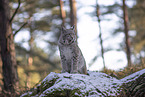 Eurasischer Luchs