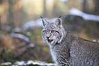 Eurasischer Luchs