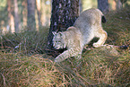 Eurasischer Luchs