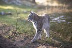 Eurasischer Luchs