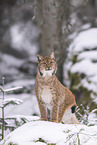 Eurasischer Luchs