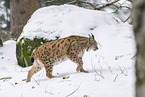 Eurasischer Luchs