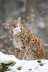 Eurasischer Luchs