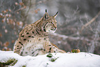 Eurasischer Luchs