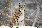 Eurasischer Luchs