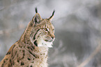 Eurasischer Luchs