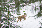 Eurasischer Luchs