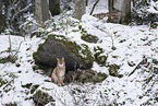 Eurasischer Luchs