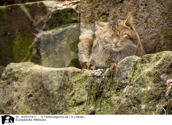 Europische Wildkatze / wildcat / AVD-01611