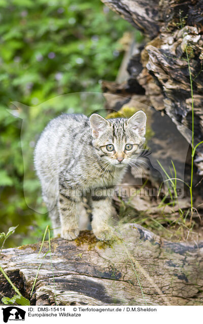 Europische Wildkatze / European wildcat / DMS-15414