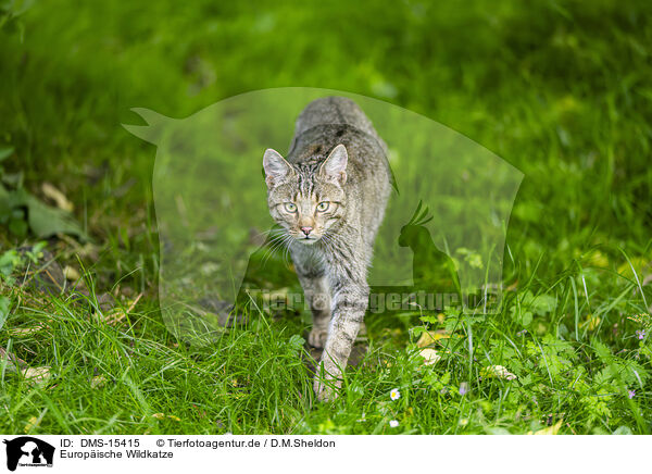 Europische Wildkatze / European wildcat / DMS-15415